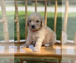 Small Photo #25 Goldendoodle Puppy For Sale in MARYVILLE, MO, USA