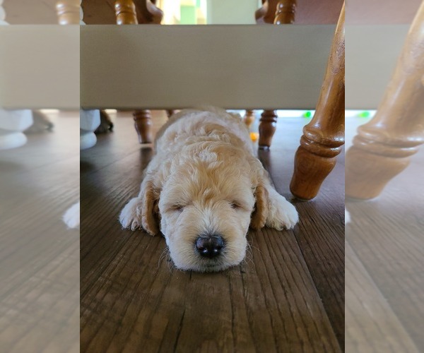 Medium Photo #3 Goldendoodle-Woodle Mix Puppy For Sale in EAST LAYTON, UT, USA
