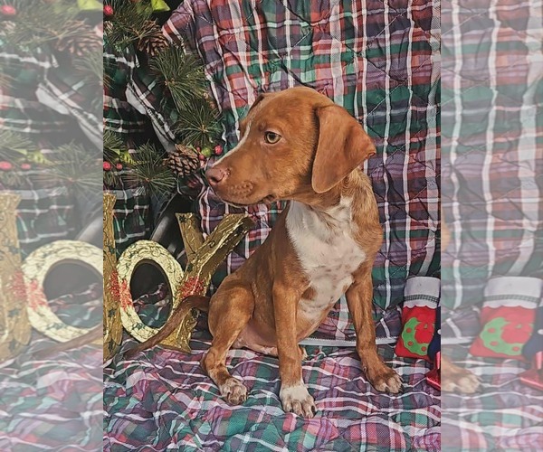 Medium Photo #2 Dachshund-Vizsla Mix Puppy For Sale in Wakefield, RI, USA