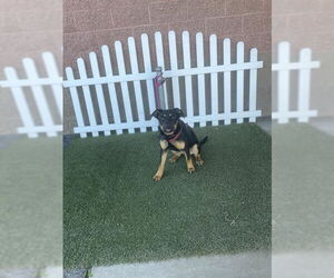 Shepweiller Dogs for adoption in Modesto, CA, USA