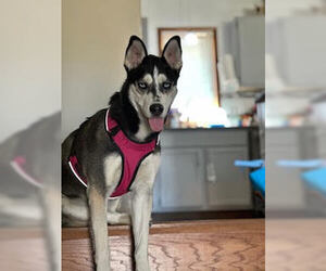 - Mix Dogs for adoption in Crystal, MN, USA