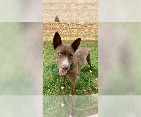 Medium Photo #1 Mutt Puppy For Sale in Weaverville, NC, USA