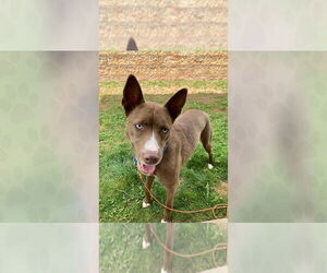 Mutt Dogs for adoption in Weaverville, NC, USA