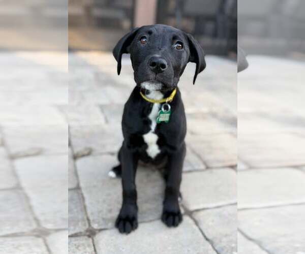Medium Photo #8 Labrador Retriever-Unknown Mix Puppy For Sale in Greenville, SC, USA