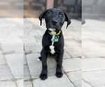 Small #7 Labrador Retriever Mix