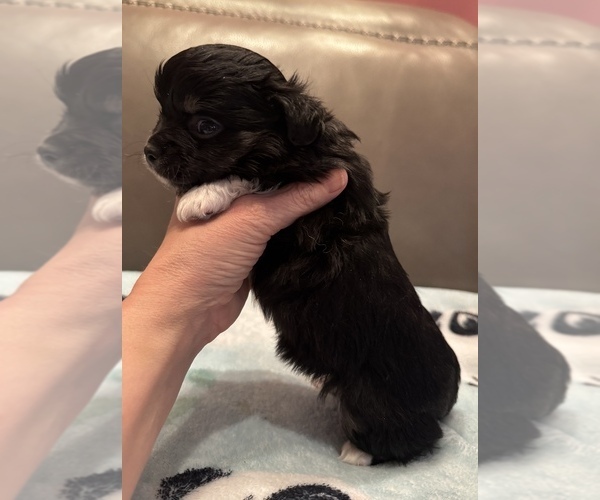 Medium Photo #4 Chihuahua Puppy For Sale in TWINING, MI, USA