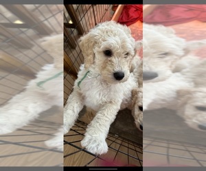 Goldendoodle Puppy for sale in AVERILL PARK, NY, USA