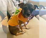 Small #8 Chihuahua