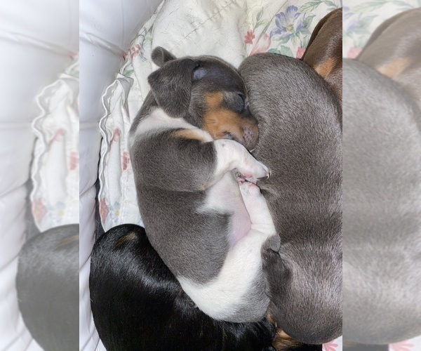 Medium Photo #7 Dachshund Puppy For Sale in LUBBOCK, TX, USA