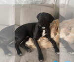 Small #1 Great Dane Mix