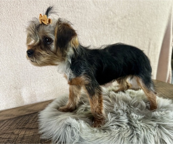 Medium Photo #3 Yorkshire Terrier Puppy For Sale in NAPPANEE, IN, USA