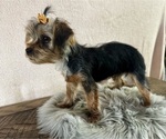 Small #2 Yorkshire Terrier