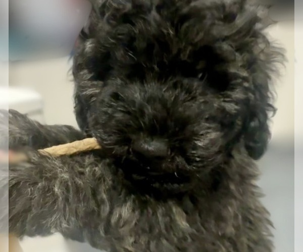 Medium Photo #9 Puli Puppy For Sale in MIDDLETOWN, VA, USA