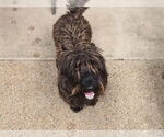 Small #1 Mutt