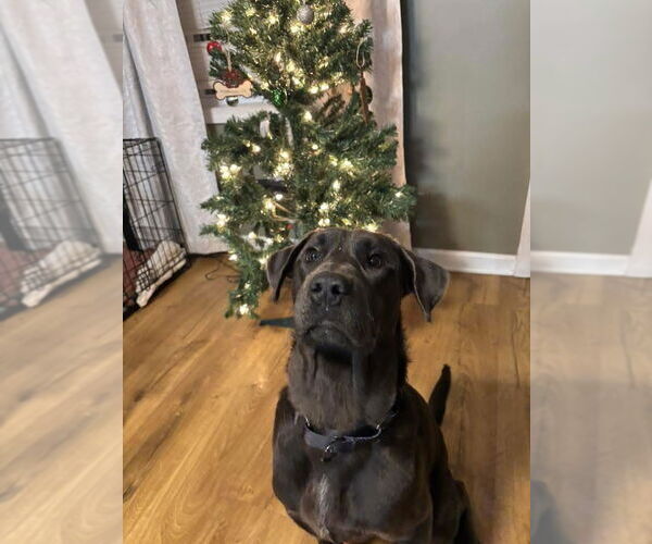 Medium Photo #2 Labmaraner Puppy For Sale in Germantown, OH, USA