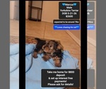 Small Yorkshire Terrier