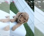 Puppy Trudy Goldendoodle