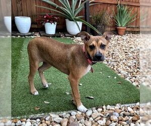 Labrador Retriever-Unknown Mix Dogs for adoption in Royal Palm Beach, FL, USA