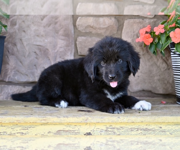 Medium Photo #4 Newfoundland Puppy For Sale in MILLERSBURG, OH, USA