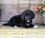 Small #3 Newfoundland