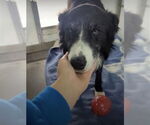 Small #8 Border Collie