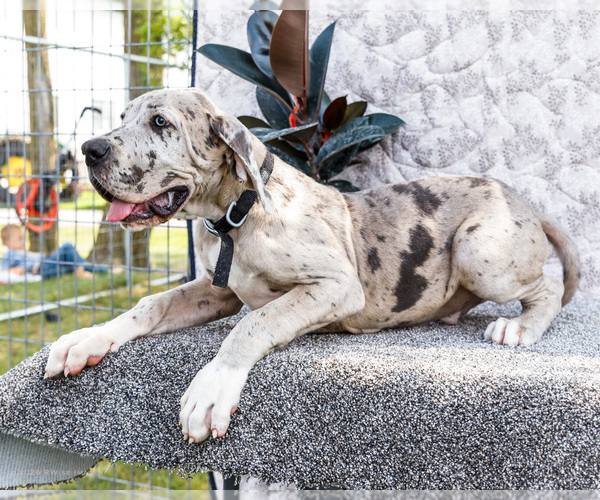 Medium Photo #5 Great Dane Puppy For Sale in WAKARUSA, IN, USA