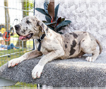 Small #4 Great Dane