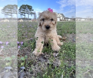 Goldendoodle Puppy for sale in CLINTON, NC, USA