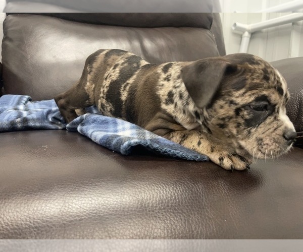 Medium Photo #103 American Bully Puppy For Sale in REESEVILLE, WI, USA