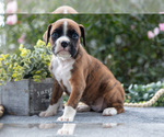 Small #2 Boxer