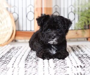 Poodle (Toy)-Yorkshire Terrier Mix Puppy for sale in NAPLES, FL, USA