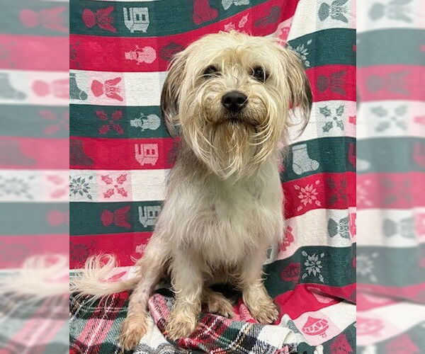 Medium Photo #1 Mutt Puppy For Sale in Wetumpka, AL, USA