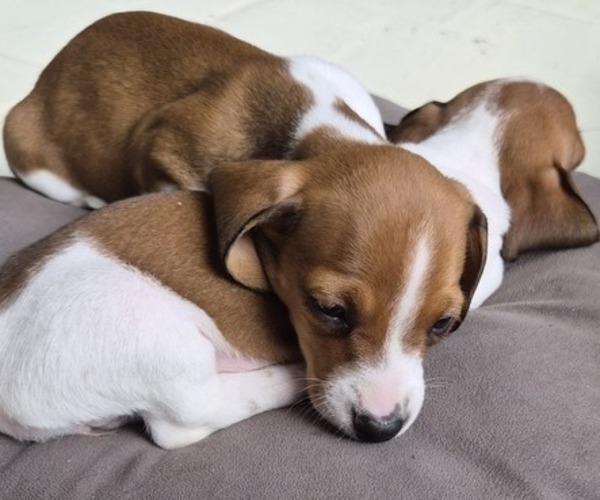Medium Photo #31 Dachshund Puppy For Sale in SAINT CLOUD, FL, USA