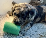Small Photo #36 Boxer-Poodle (Standard) Mix Puppy For Sale in WEST POINT, VA, USA