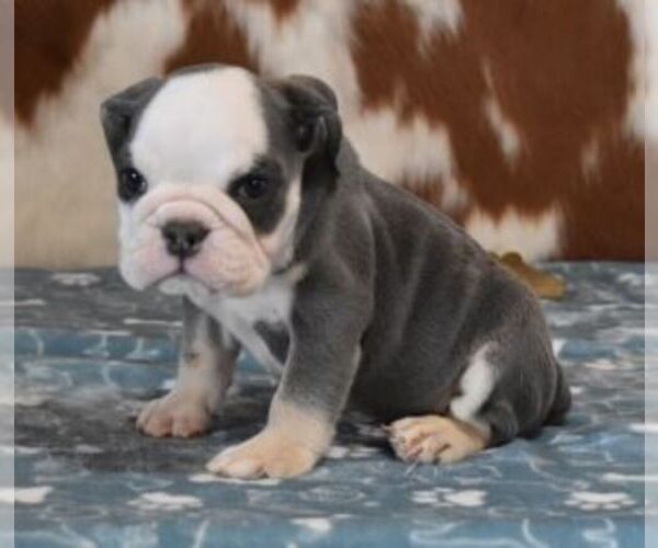 Medium Photo #1 English Bulldog Puppy For Sale in MARSHFIELD, MO, USA