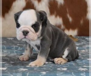 English Bulldog Puppy for sale in MARSHFIELD, MO, USA