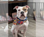 Small American Pit Bull Terrier-Bulldog Mix