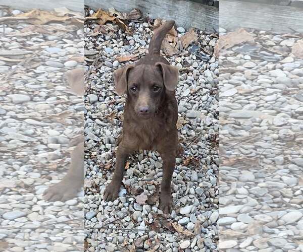 Medium Photo #1 Mutt Puppy For Sale in Woodsfield, OH, USA