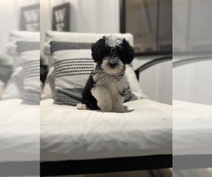 Aussiedoodle Miniature  Puppy for sale in CENTRALIA, IL, USA
