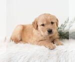 Small #3 Golden Retriever