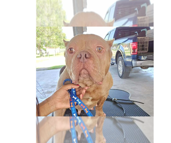 Medium Photo #2 American Pit Bull Terrier-Unknown Mix Puppy For Sale in New York, NY, USA