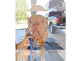 Small #1 American Pit Bull Terrier Mix