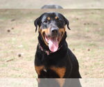Small #15 Rottweiler