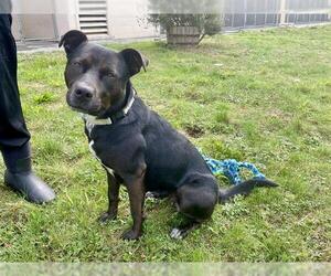 American Pit Bull Terrier-Unknown Mix Dogs for adoption in McKinleyville, CA, USA