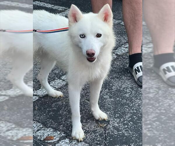 Medium Photo #1 American Eskimo Dog-Unknown Mix Puppy For Sale in San Antonio, TX, USA