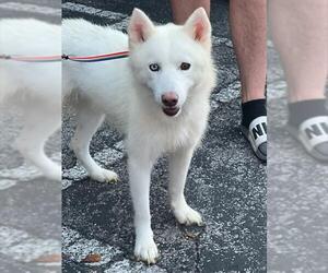 American Eskimo Dog-Unknown Mix Dogs for adoption in San Antonio, TX, USA