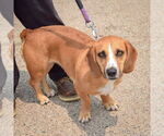 Small #4 Bagle Hound