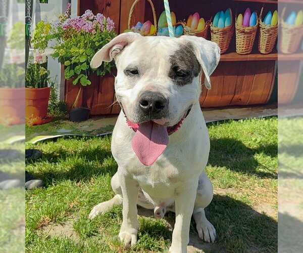 Medium Photo #6 American Bulldog-Unknown Mix Puppy For Sale in Long Beach, CA, USA