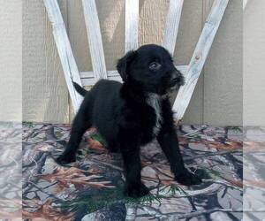 Australian Cattle Dog-Poodle (Standard) Mix Puppy for sale in CANAJOHARIE, NY, USA