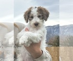 Small Photo #21 Poodle (Standard) Puppy For Sale in GARDNERVILLE, NV, USA